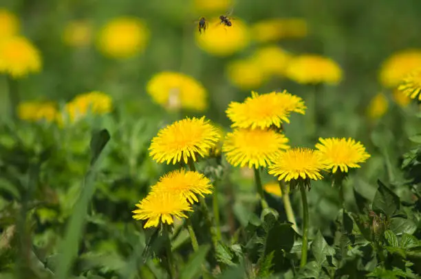 Bees fly on a dandelion flower in spring in May