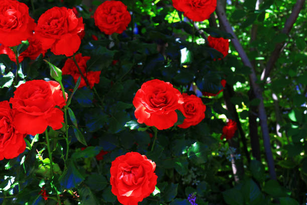 istock Seasonal scenery where roses are in bloom 1125816893