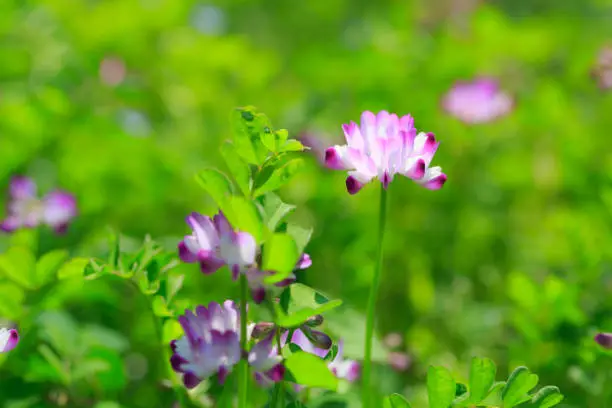 Field of chinese milk vetch, Astragalus sinicus, blooming at early summer