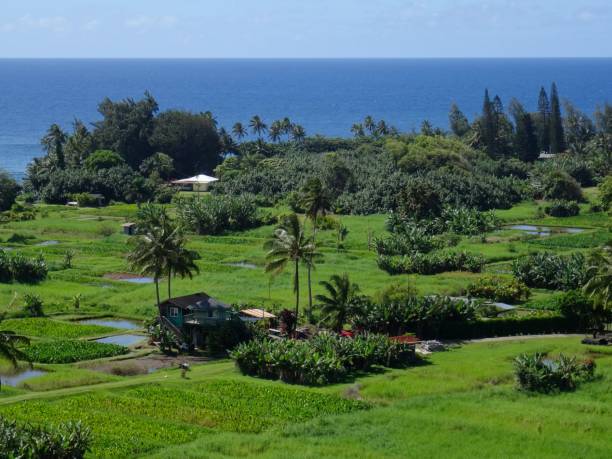 istock View of farming fields on Maui 1125819497