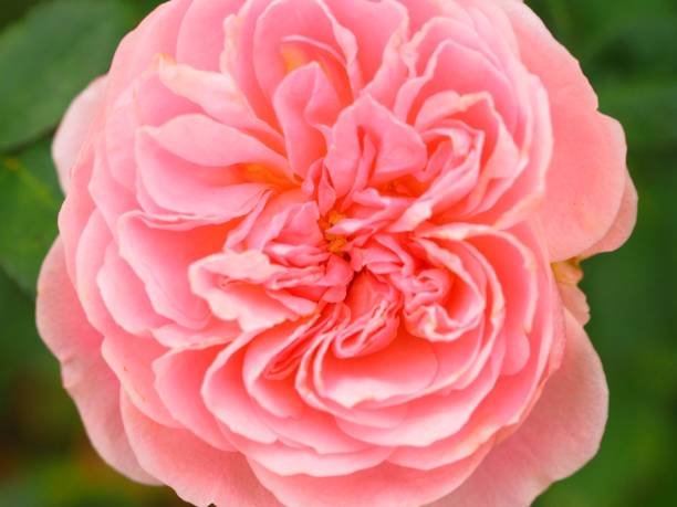 istock pink rose flower close up 1125820984
