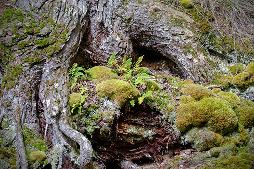 Gnarled tree roots with ferns and moss, perfect fairy and gnome habitat.