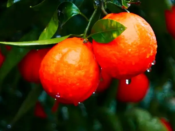 Photo of Tangerines on the Tree