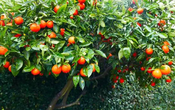 Photo of Tangerines on the Tree