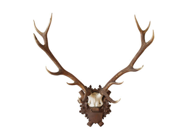 istock Antlers from a huge stag mounted on wood board, isolated on white background 1125822208