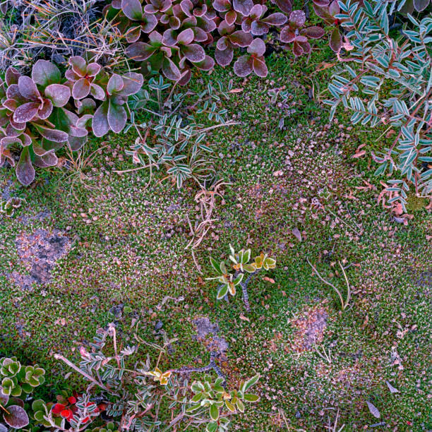 Frost on ground cover at Icefields area with fall color in Jasper National Park, Canada