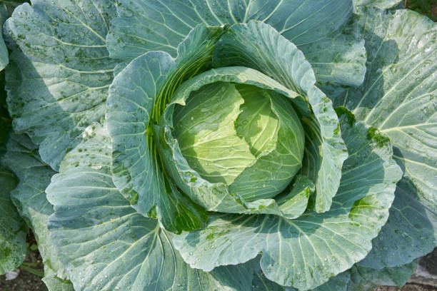 istock Fresh organic cabbage in the field. 1125825045