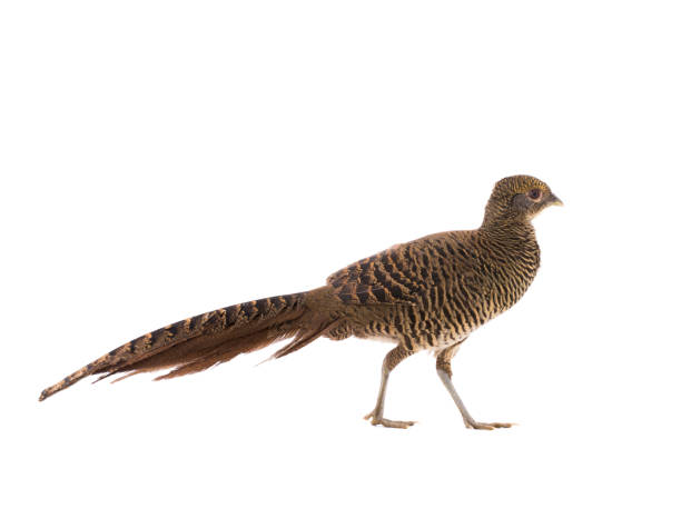 istock female pheasant gold is isolated on a white 1125825184