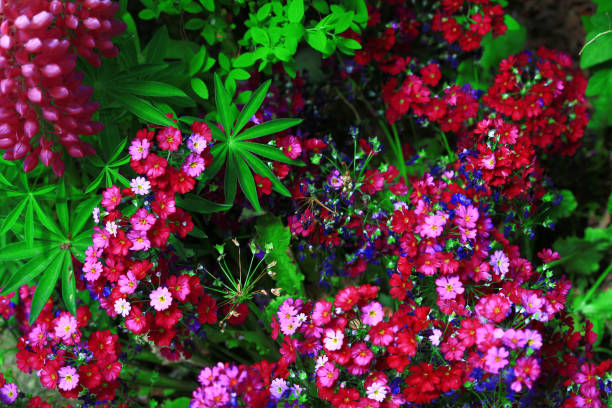 Purple silene hifacensis which blooms in the spring garden Spring flower hyacinth red stock pictures, royalty-free photos & images