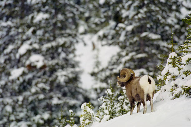 istock Jasper National Park in Alberta Canada 1125825326