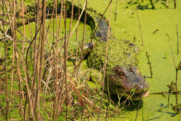 baby alligator