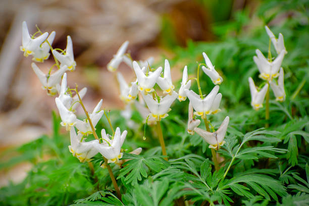 Close up of Dutchman's breeches, Dicentra cucullaria, on forest floor. Tahquamenon Falls State Park, Michigan, USA.