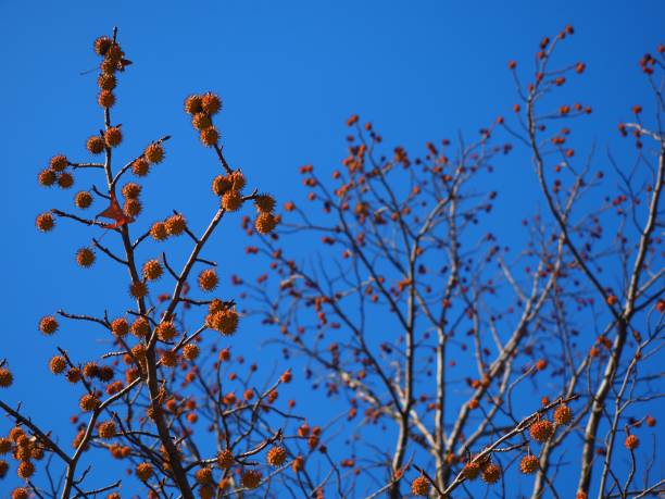 istock platanus fruits in autumn 1125826542