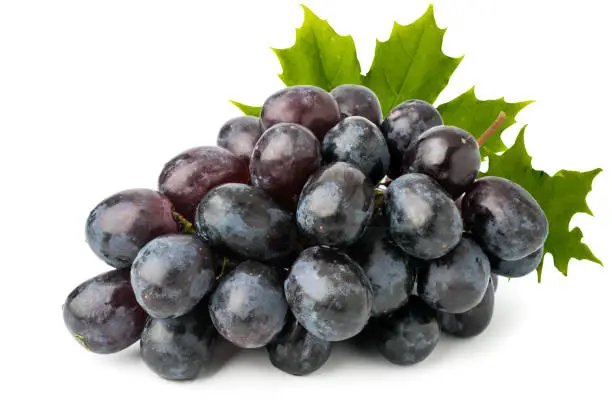 Bunch of ripe blue grapes with leaves on a white background, close up. isolated.