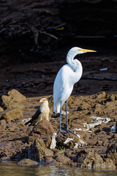 istock Yellow headed caracara and Snowy egret 1125827375