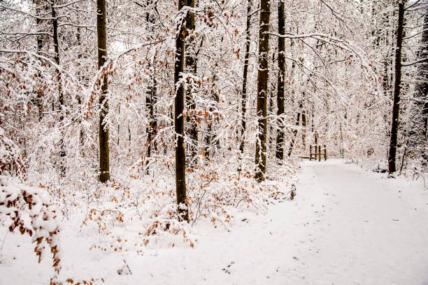 forest with snow in deep winter in Germany