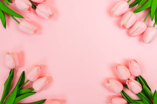 istock Spring pink tulips, on a pink background 1125830339