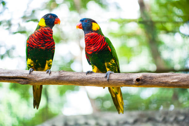 istock Kuala Lumpur Bird Park 1125830415