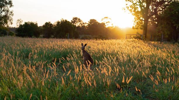 istock Kangaroos In A Field At Sunset 1125830418