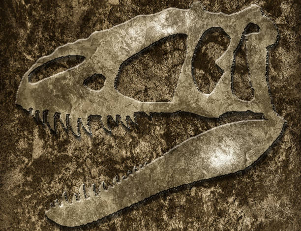 istock Skull of tyrannosaur in rock 1125832016