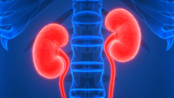 istock Human Urinary System Kidneys with Bladder Anatomy 1125832187