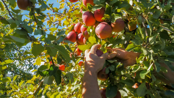 un travailleur de verger choisit les pommes rouges mûrs d’un arbre - orchard apple orchard apple apple tree photos et images de collection