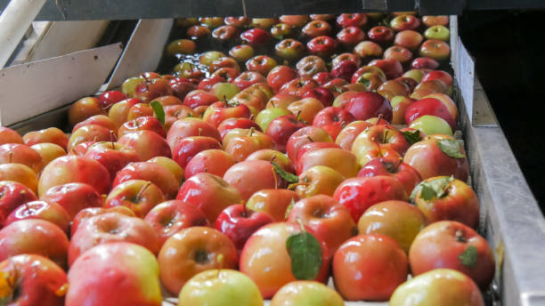 close up of apples being washed and traveling up a conveyor belt in a tasmanian apple packing shed close up of freshly picked red fiji apples being washed and traveling up a conveyor belt in a tasmanian apple packing shed prior to be graded and packaged. tasmanian stock pictures, royalty-free photos & images