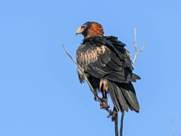 istock a black breasted buzzard in australia's northern territory 1125833152