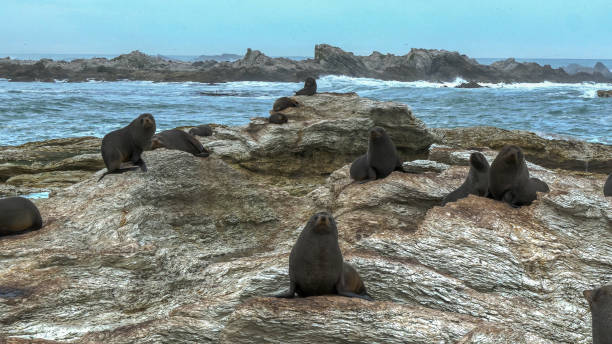 istock seals rest on the rocks at kaikoura seal colony 1125834200