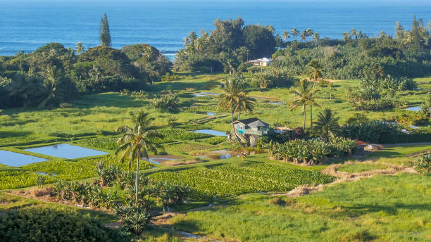 champs de taro vue grand angle à la péninsule de keanae - hawaii islands maui hana road photos et images de collection