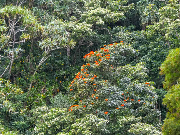 forêt tropicale de plus en plus à côté de la route à hana - hawaii islands hana maui curve photos et images de collection