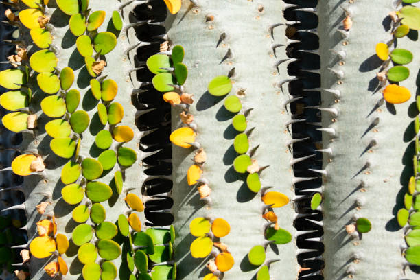 istock Three cactus plants with green leaves (alluaudia procera) forming a zip-like gap, closeup image 1125834435
