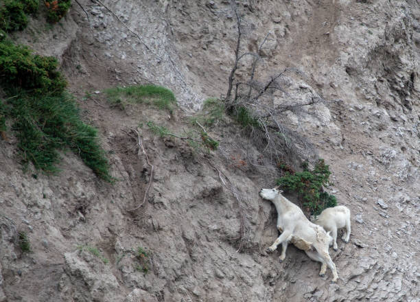 istock Mountain Goats - Oreamnos americanus 1125835631