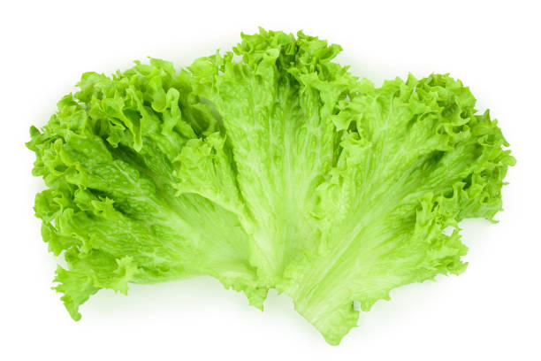 istock Lettuce leaf isolated on white background close up 1125835884
