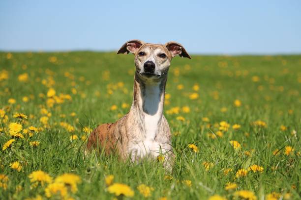 portrait de whippet de pissenlits - dog greyhound whippet isolated photos et images de collection