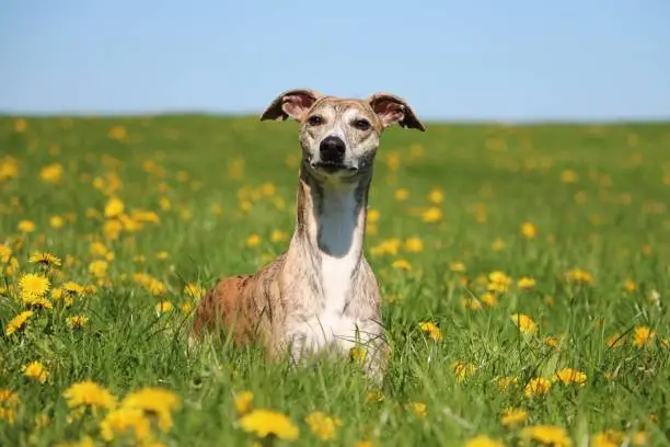 beautiful brindle whippet is lying in a field of dandelions in the garden