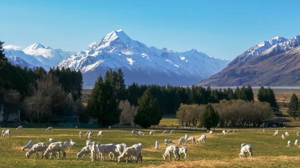close up of newly shorn sheep grazing on a farm with mt cook in the distance close up  of newly shorn sheep grazing on a farm with new zealand's mt cook in the distance mt cook photos stock pictures, royalty-free photos & images