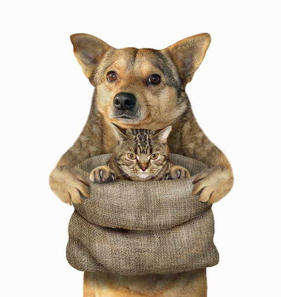 istock Dog holds a sack with a cat 1125837589