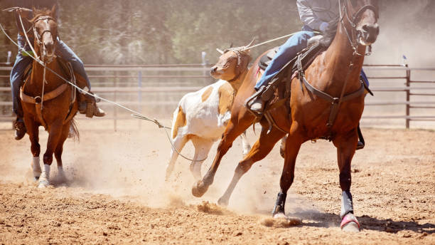 istock Team Calf Roping At Australian Rodeo 1125839465