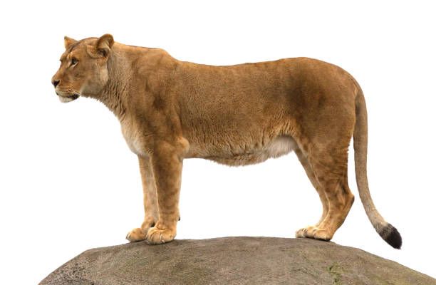 istock Lioness standing on a rock 1125839622