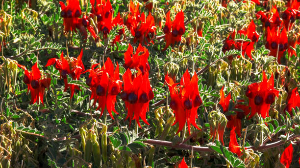 several blossoms of bright red start's desert pea at alice springs