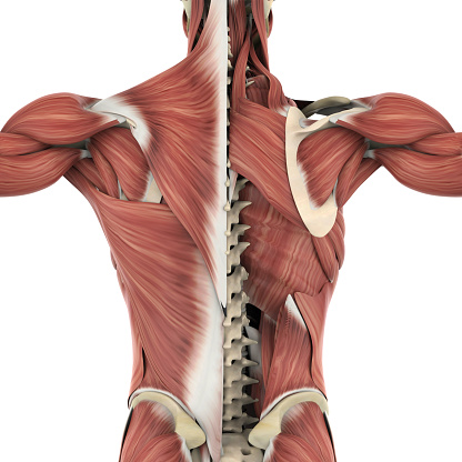 Muscles of the Back Anatomy isolated on white background. 3D render