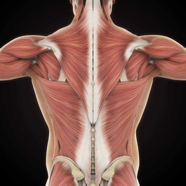 istock Muscles of the Back Anatomy 1125840791