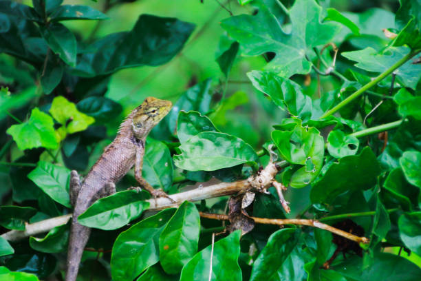 istock chameleon climbing on tree waiting for hunt insect 1125841763