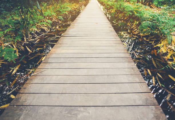 istock Wooden pathways that align with the beautiful nature around. 1125842174