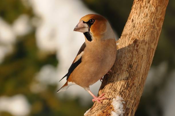 istock Hawfinch - Coccothraustes coccothraustes sitting on the branch in winter 1125842959
