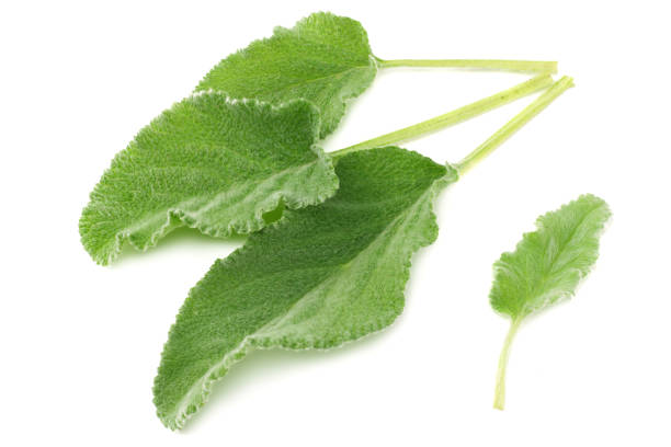 istock sage leaves isolated on white background. top view 1125842999