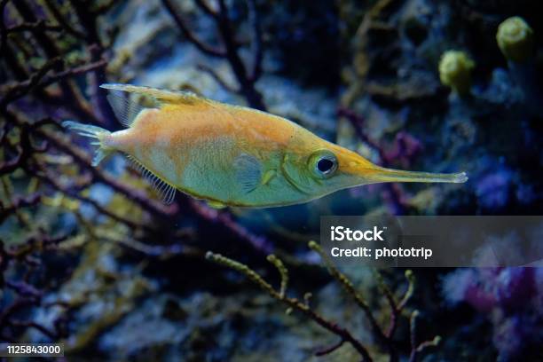 The Longspine Snipefish Bellowfish Common Bellowsfish Snipefish Snipefish Spine Trumpet Fish Or Trumpetfish Macroramphosus Scolopax Stock Photo - Download Image Now