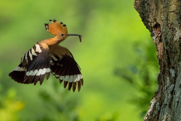 istock Eurasian Hoopoe (Upupa epops) feeding it's chicks 1125843192