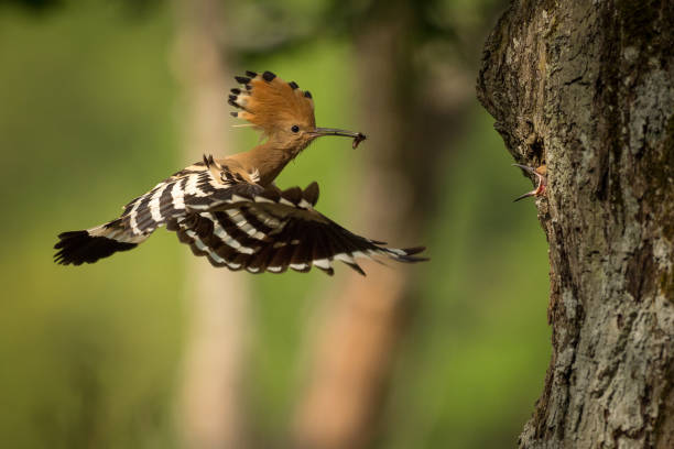 hoopoe eurasiatico (upupa epops) che nutre i pulcini - hoopoe bird feeding young animal foto e immagini stock